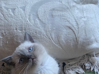 Persian cats cute adorable bundles of joy Persian kittens - Advert 11