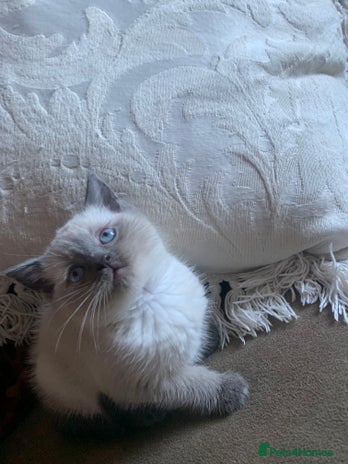 Persian cats cute adorable bundles of joy Persian kittens - Advert 16