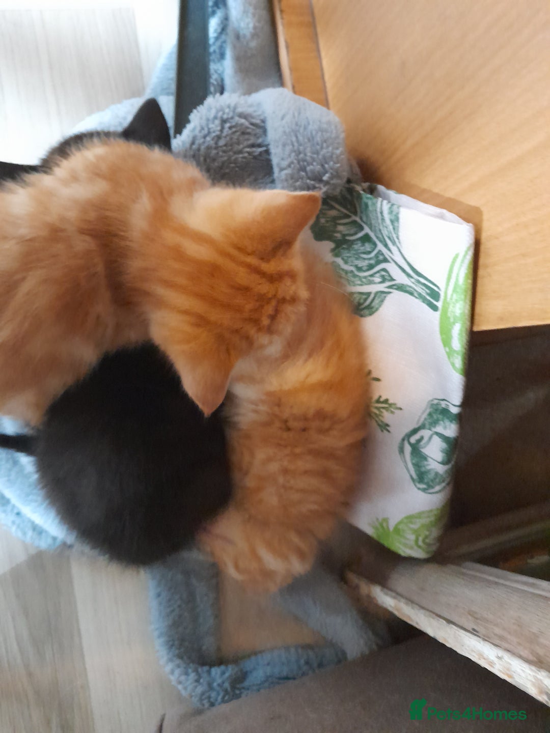 Mixed Breed cats for sale: Gorgeous Ragamuffin x kittens. - Image 7