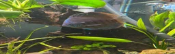 Discus fish for sale: X5 Vietnamese discus  - Advert 2