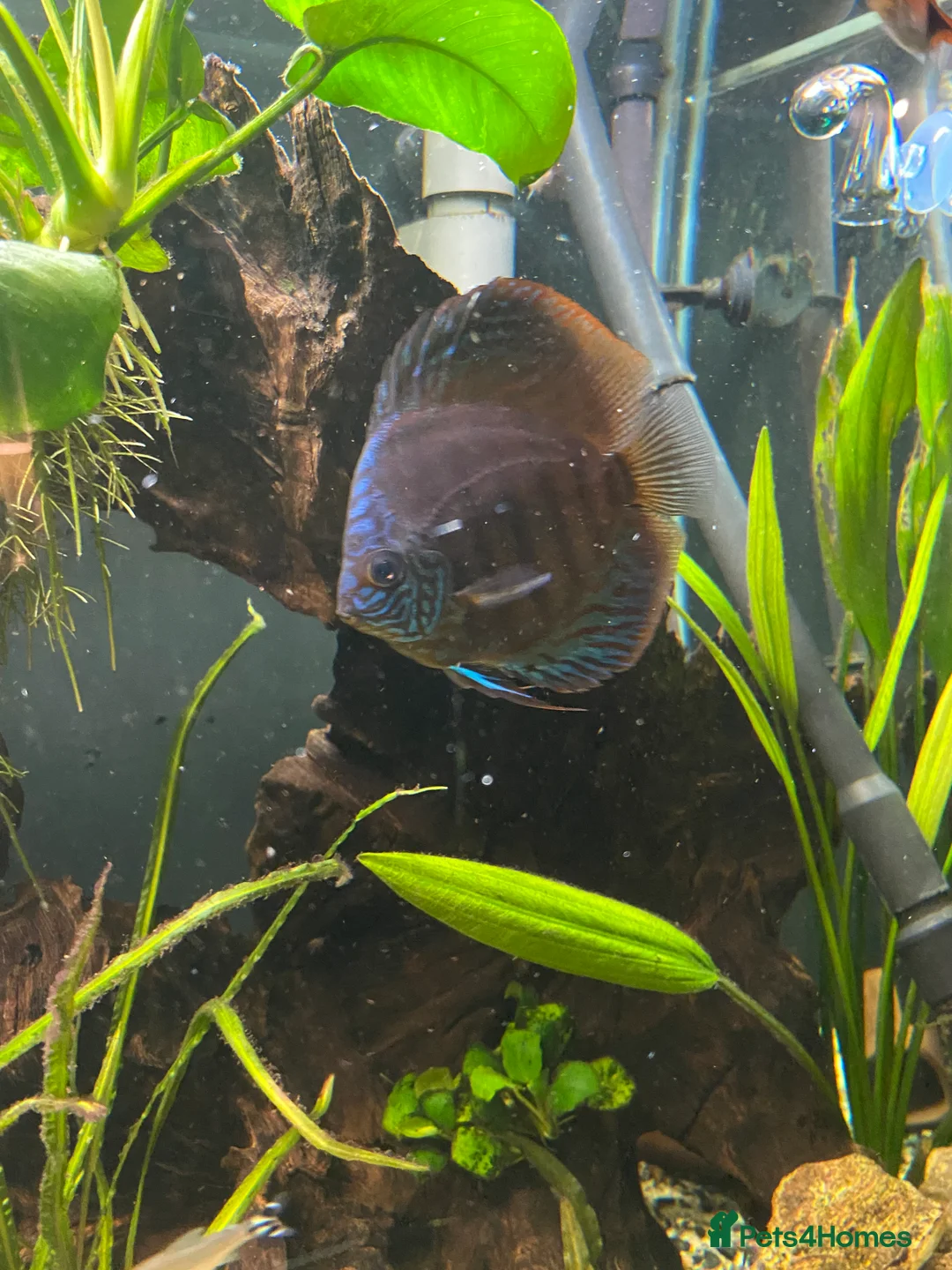Discus fish for sale: X5 Vietnamese discus  - Advert 2