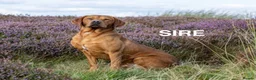 Labrador Retriever dogs for sale: Adorable Fox Red Labrador Puppies for sale. - Advert 6