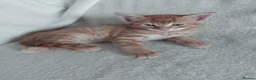 Mixed Breed cats for sale: 5 kittens waiting to be homed  in London - Advert 8