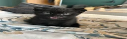 Scottish Fold cats for sale: Black Scottish fold boy - Advert 5
