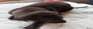 Whippet Puppy 6