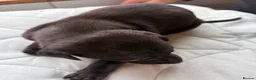 Whippet dogs for sale: Beautiful  KC whippet puppies  - Advert 12