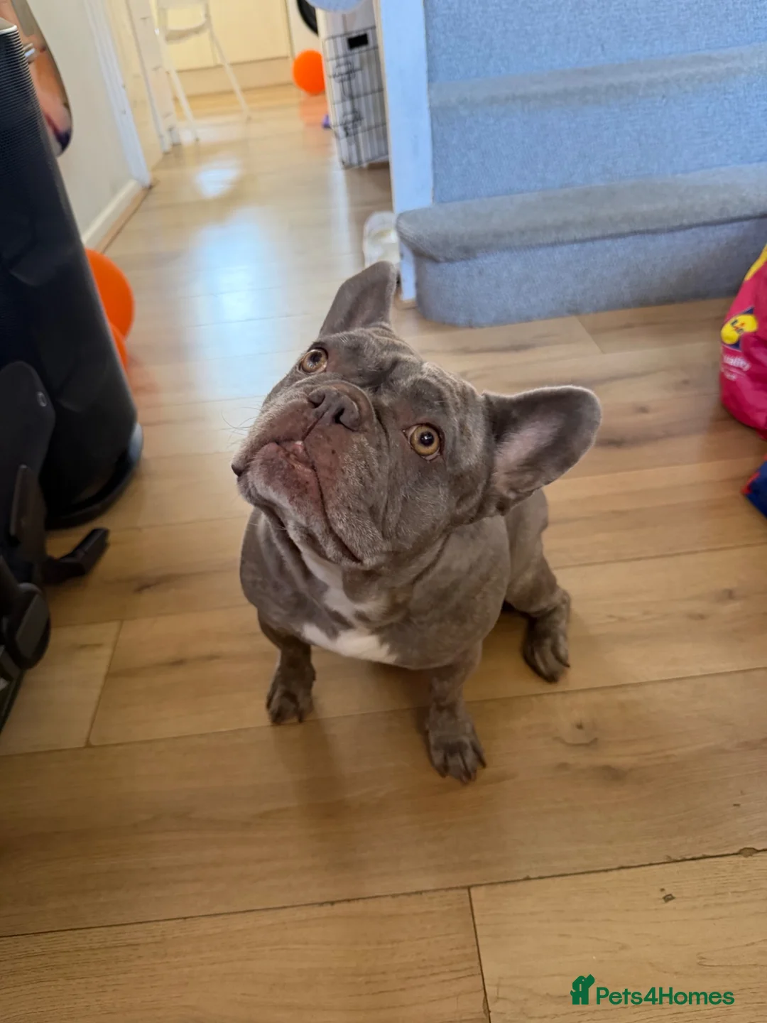 French Bulldog dogs for sale: Beautiful French Bulldog needing to be rehomed - Advert 2