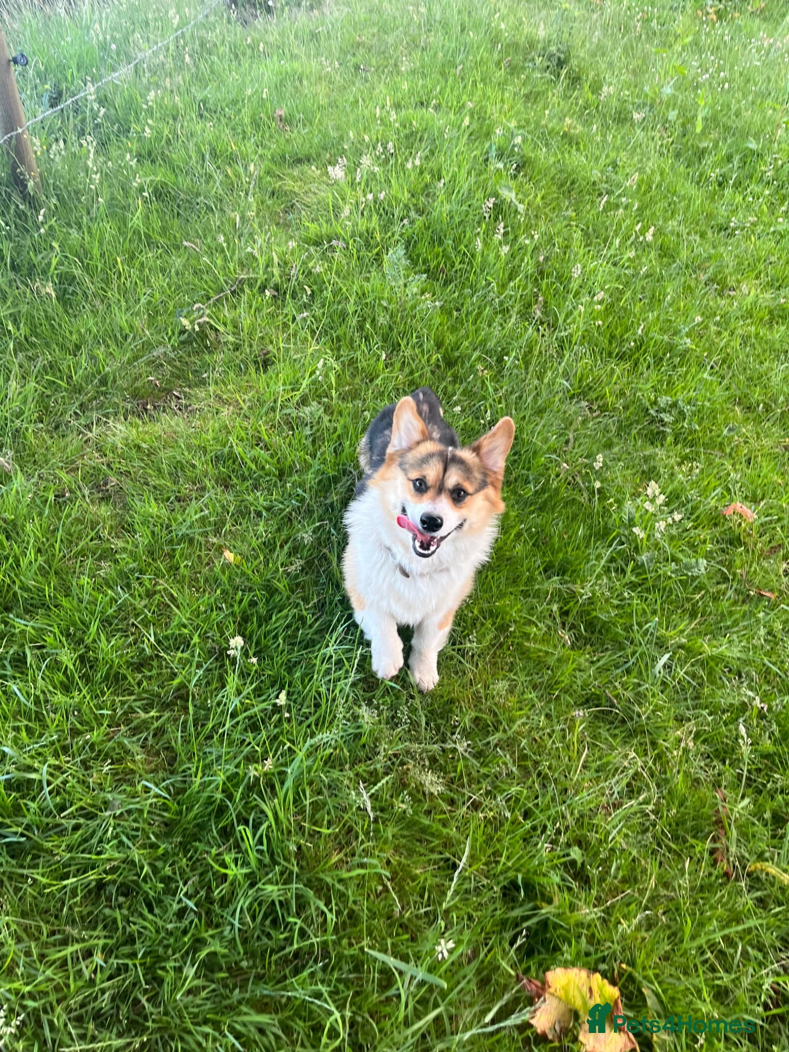 Welsh Corgi Pembroke dogs 🐾 Pembroke Welsh Corgi Stud – Jeljarmin Arwyn - Advert 1