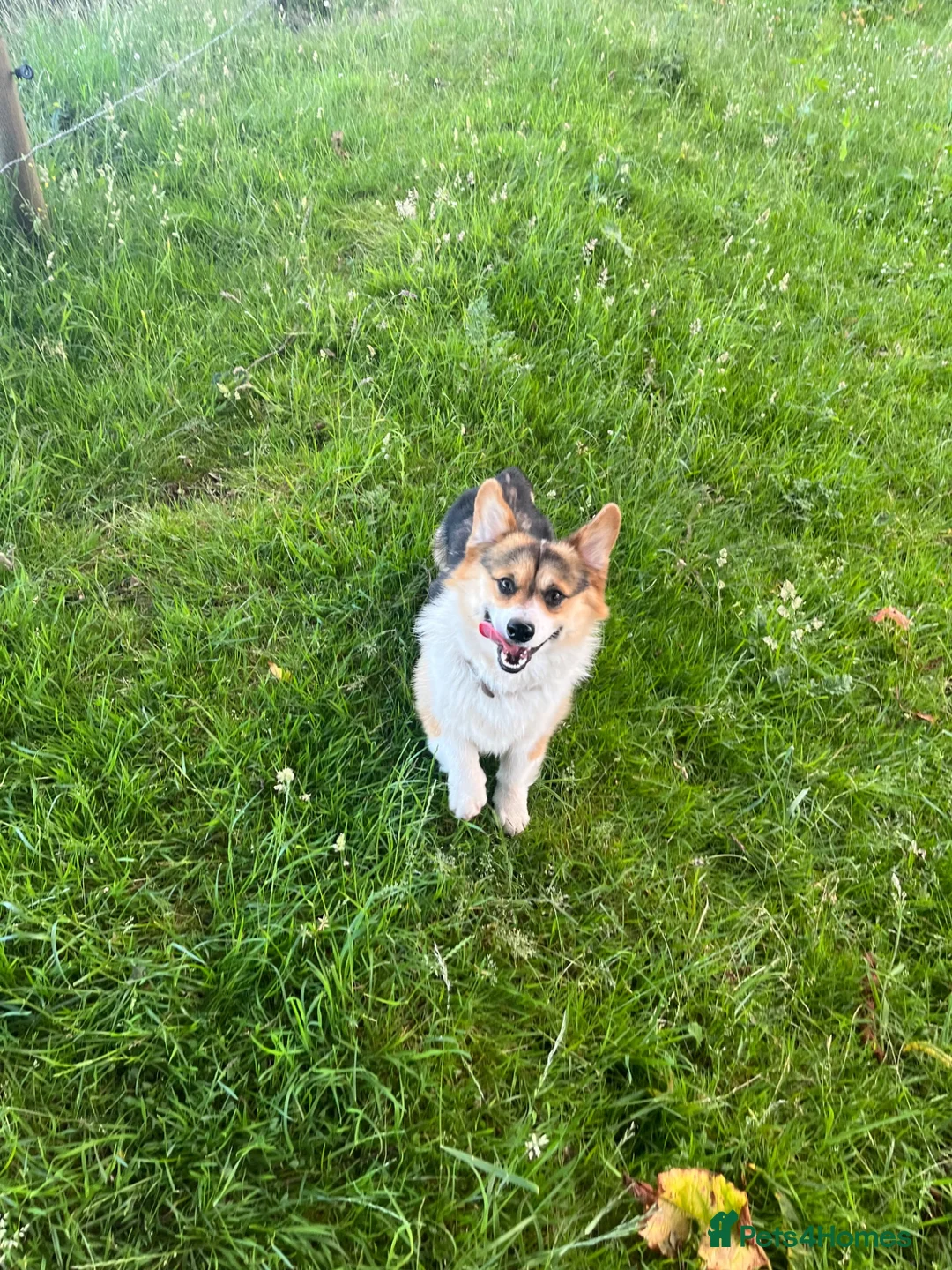Welsh Corgi Pembroke dogs for stud: 🐾 Pembroke Welsh Corgi Stud – Jeljarmin Arwyn - Advert 1