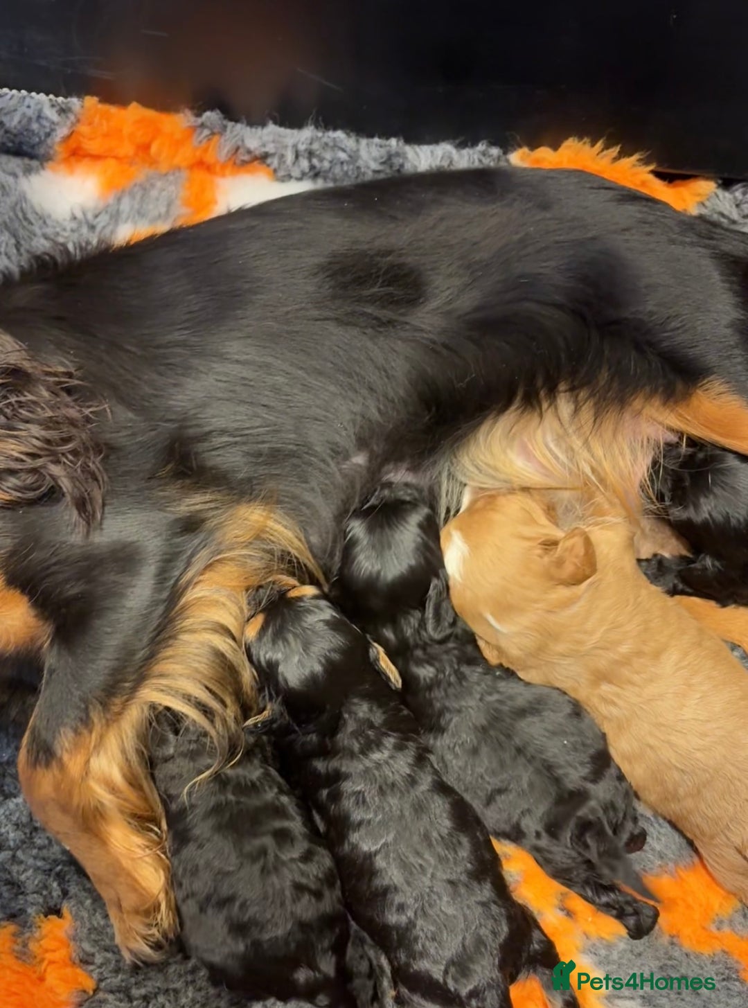 Cavapoo dogs for sale: Teddy Bear Cavapoo READY NOW - Advert 5