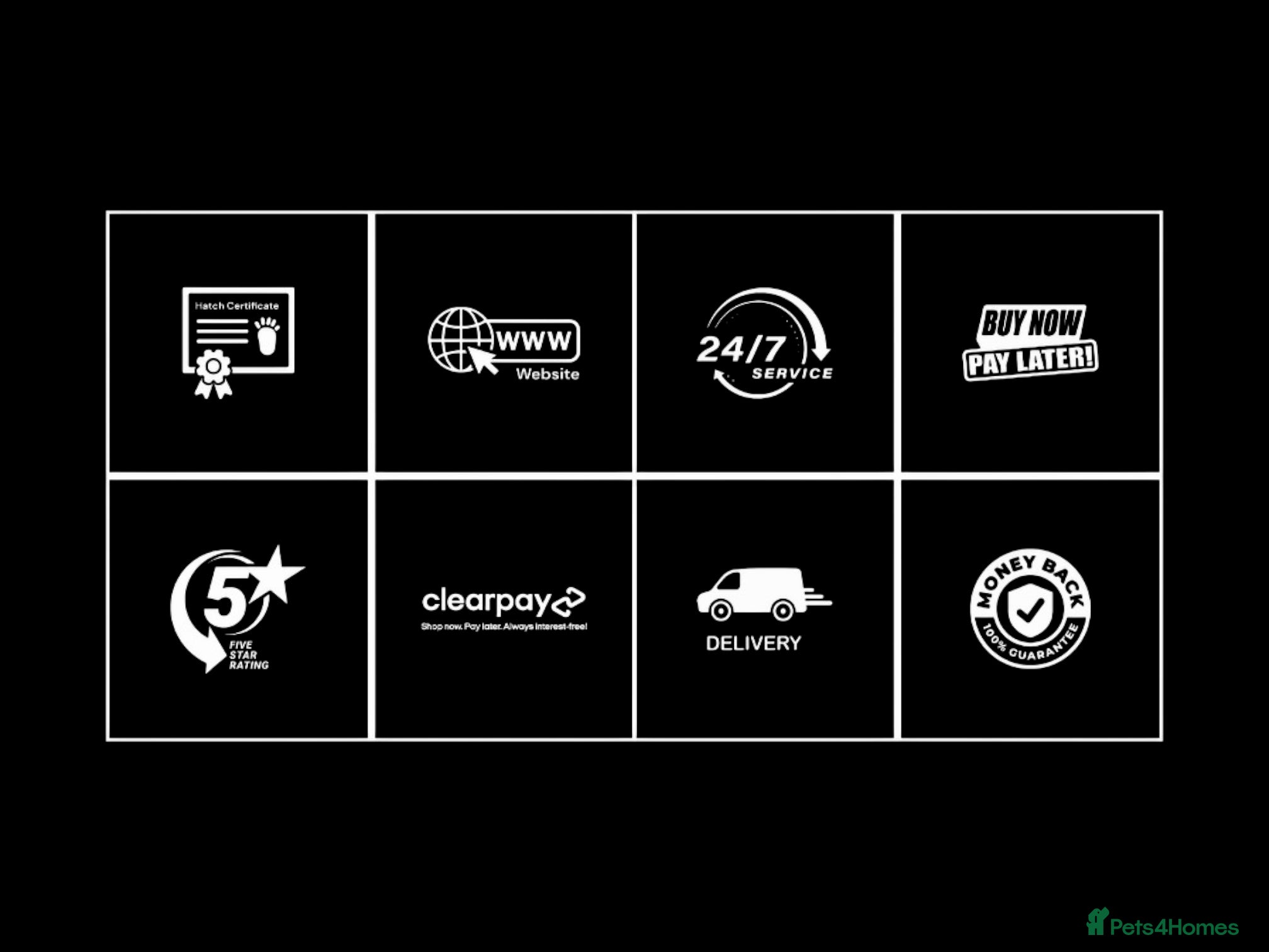 Leopard Gecko reptiles GECKO BABIES - Advert 2