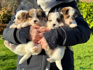 Jack Russell dogs KC registered rough coated Jack Russell pups - Advert 6