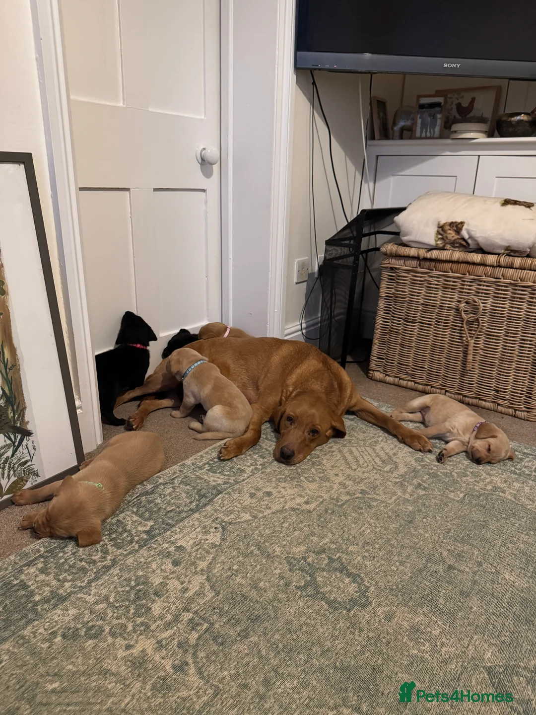Labrador Retriever dogs for sale: Beautiful KC registered Lab boys  - Advert 4