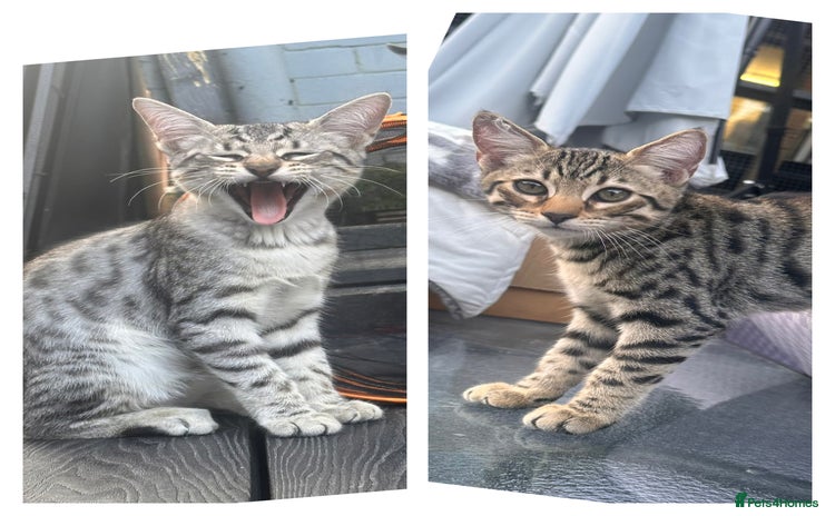 Savannah cats - Advert 5