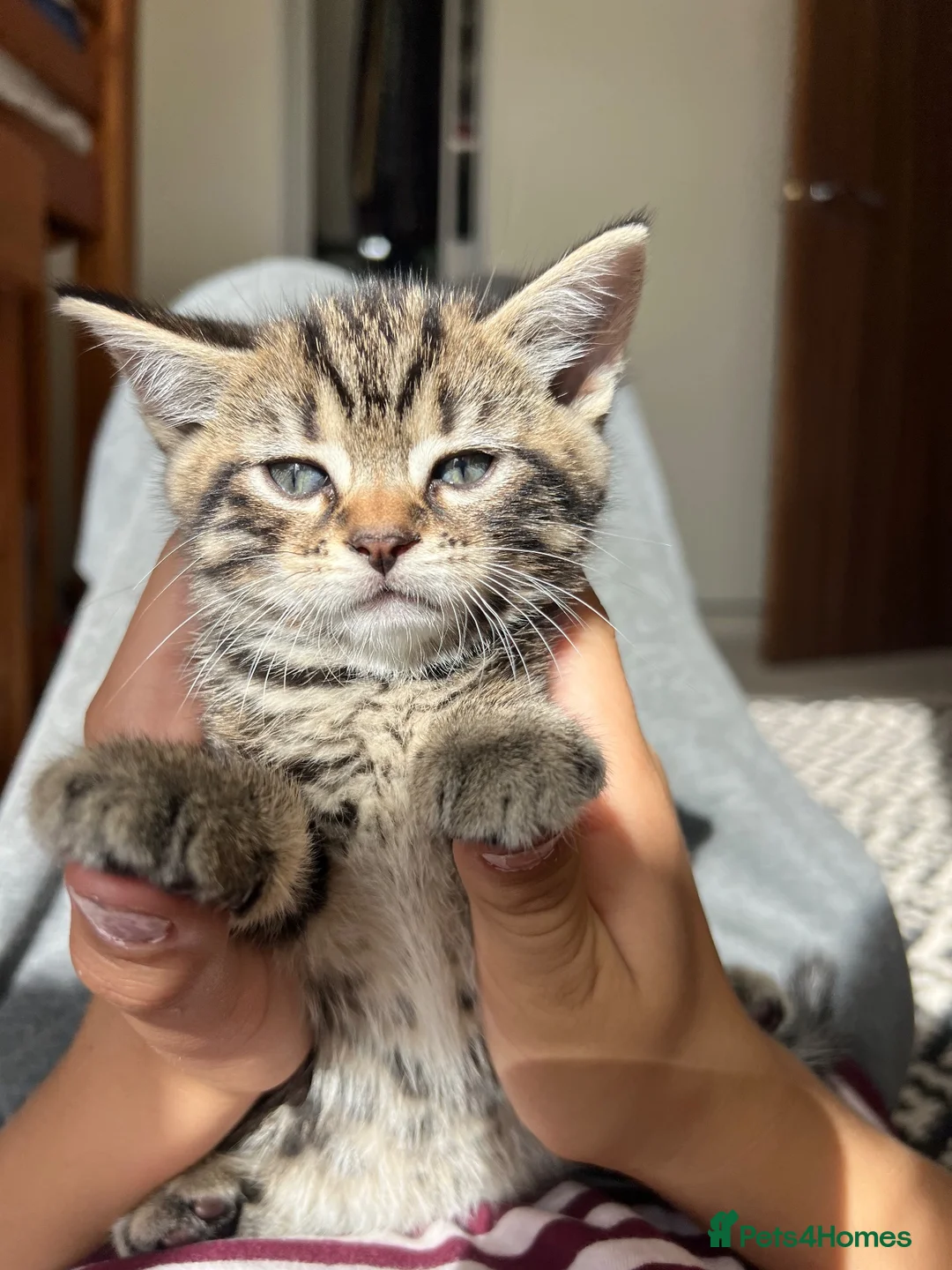 Mixed Breed cats for sale: 4 Beautiful Kittens Looking for Loving Homes 🐾 in Norwich - Advert 2
