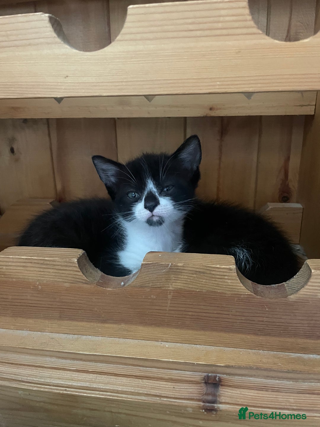 British Shorthair cats for sale: Three British shorthair kittens  - Image 2