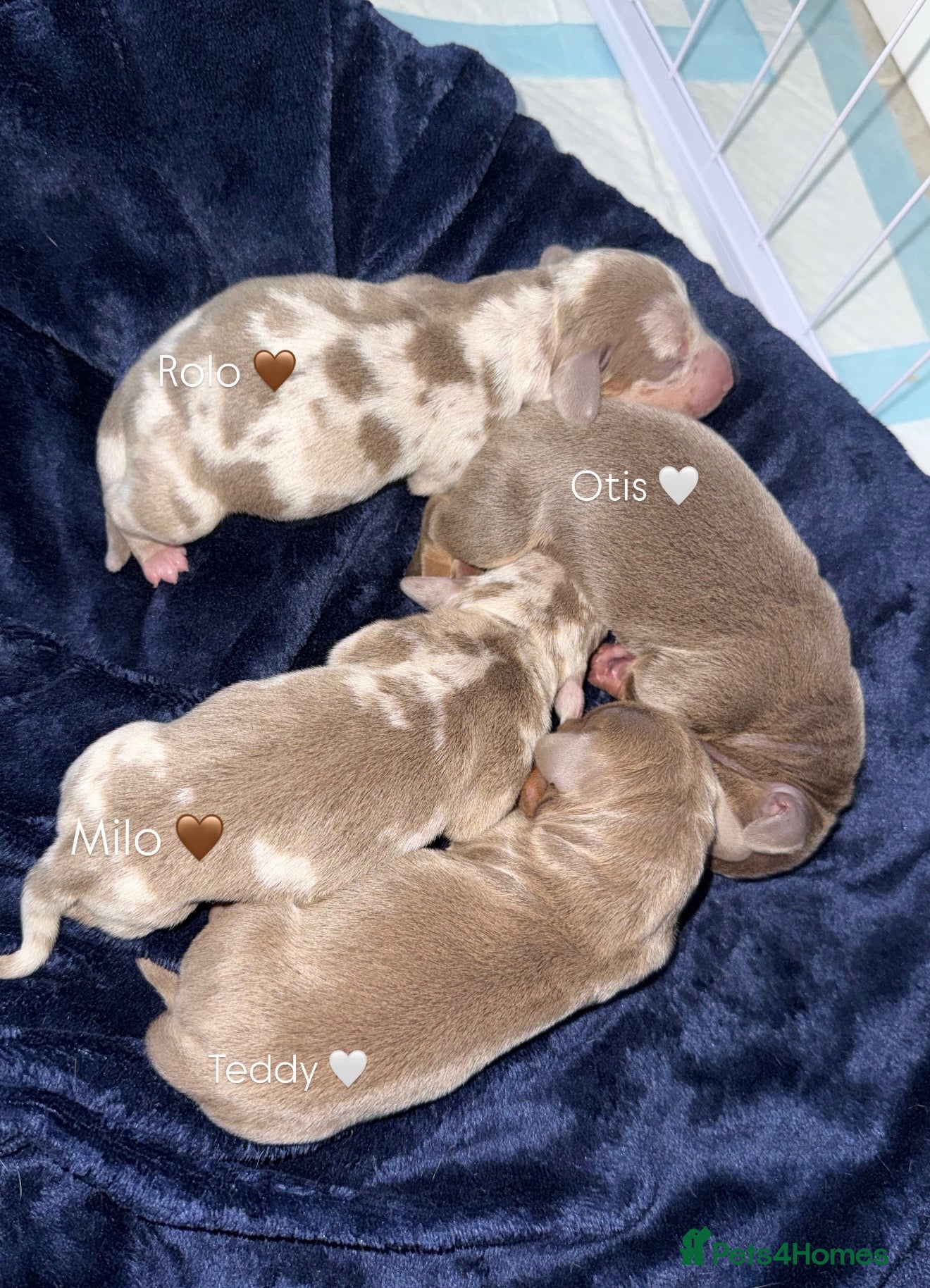 Miniature Dachshund dogs Litter of Miniature Dachshund Puppies - Advert 9
