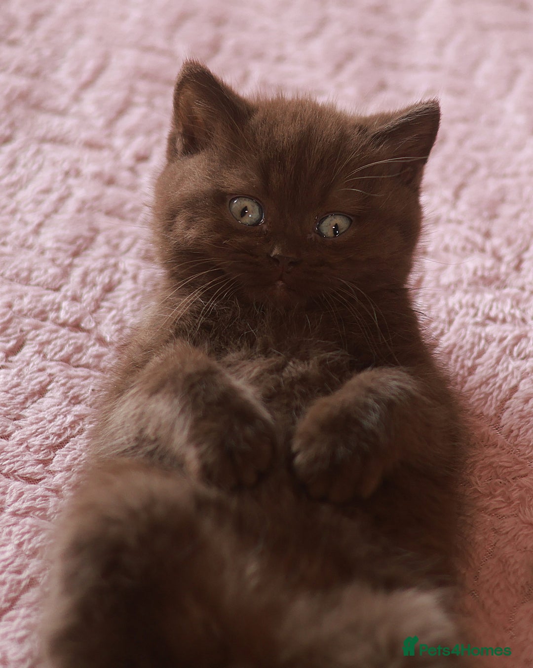 British Shorthair cats for sale: TICA Reg Chocolate Boys - Image 8