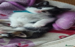 Mixed Breed cats for sale: Gorgeous kittens ready for loving forever homes  - Image 1