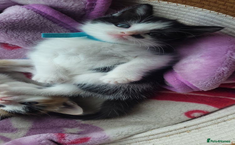 Mixed Breed cats - Advert 7
