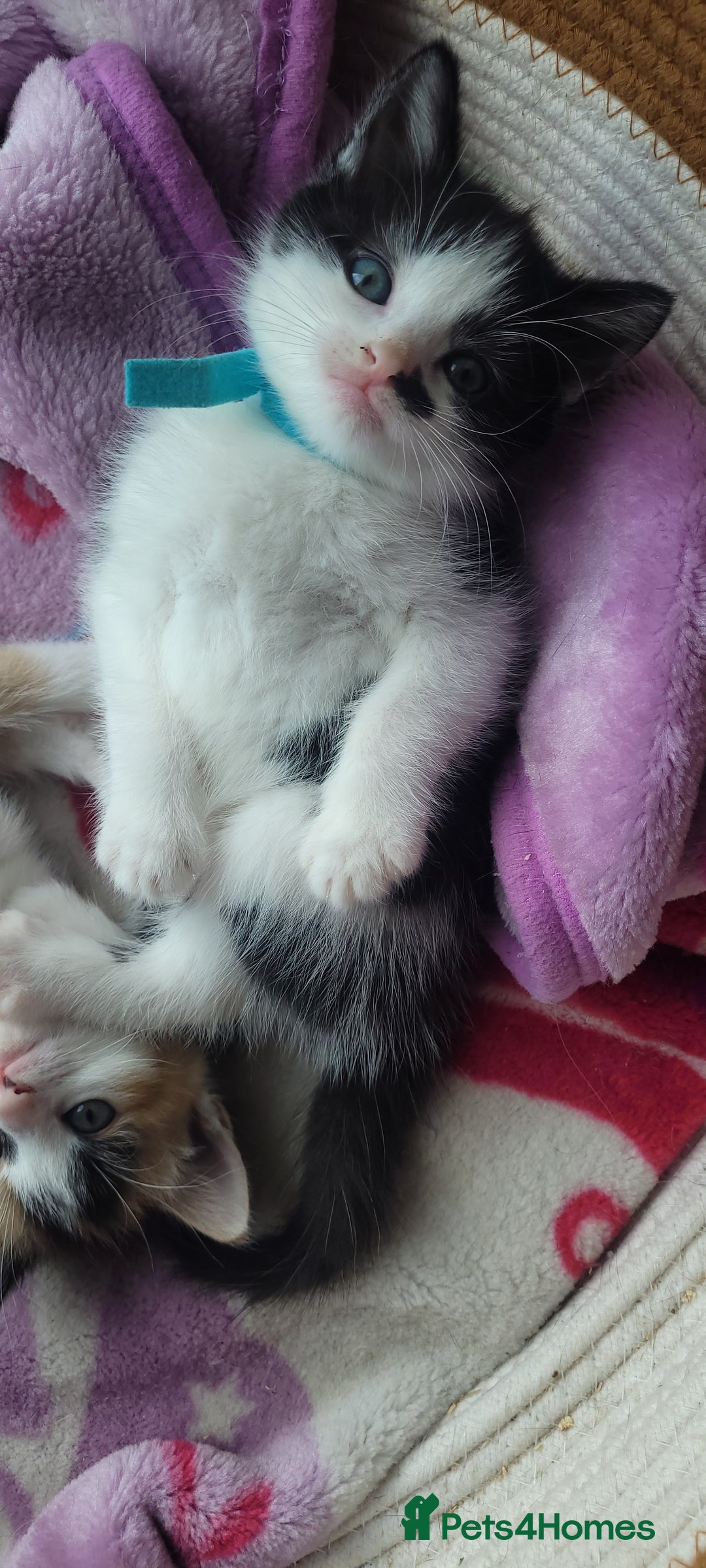 Mixed Breed cats for sale: Gorgeous kittens ready for loving forever homes  - Image 1