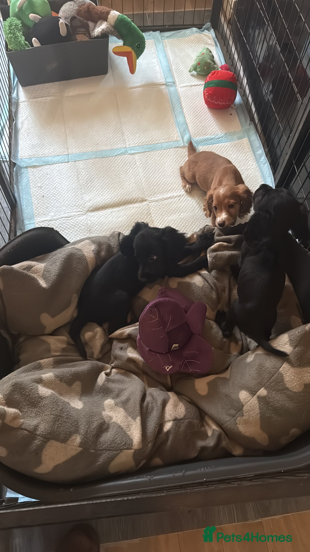 Cocker Spaniel dogs for sale: Working Cockerspaniel Pups  - Advert 6