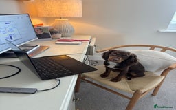 Cocker Spaniel dogs for sale: Loving Home Wanted for Beautiful Olive (WCS Puppy) - Image 9