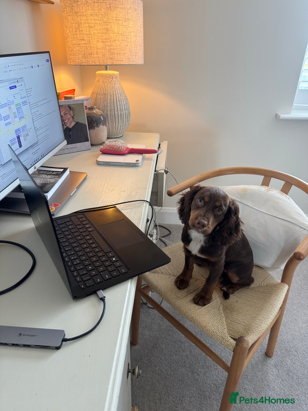 Cocker Spaniel dogs for sale: Loving Home Wanted for Beautiful Olive (WCS Puppy) - Image 9