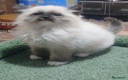 Ragdoll cats for sale: Ragdoll kittens - Image 5