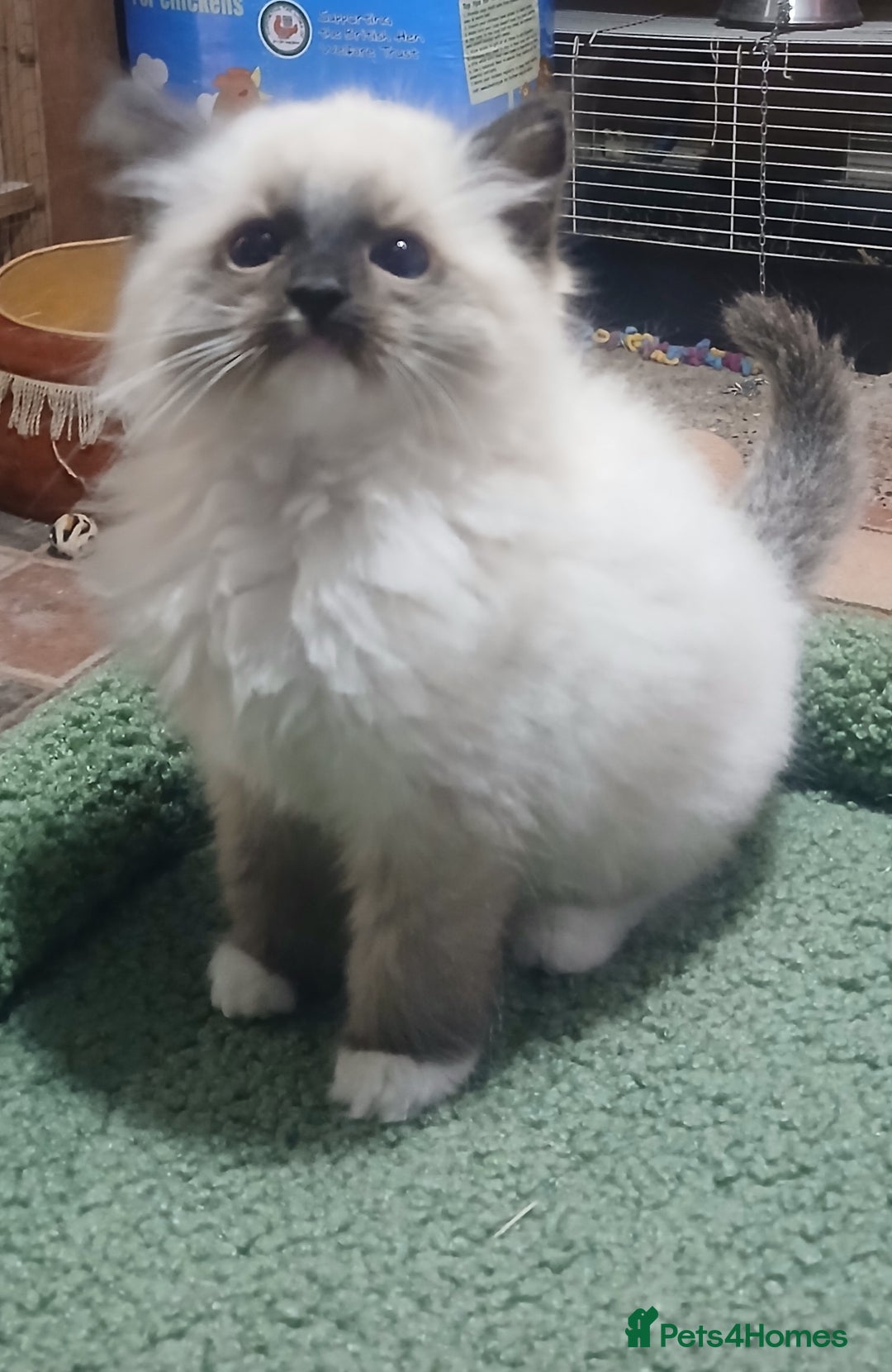 Ragdoll cats for sale: Ragdoll kittens - Image 5