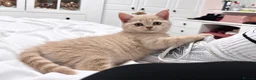 British Shorthair cats for sale: Stunning Cream British Shorthair girl - Advert 7