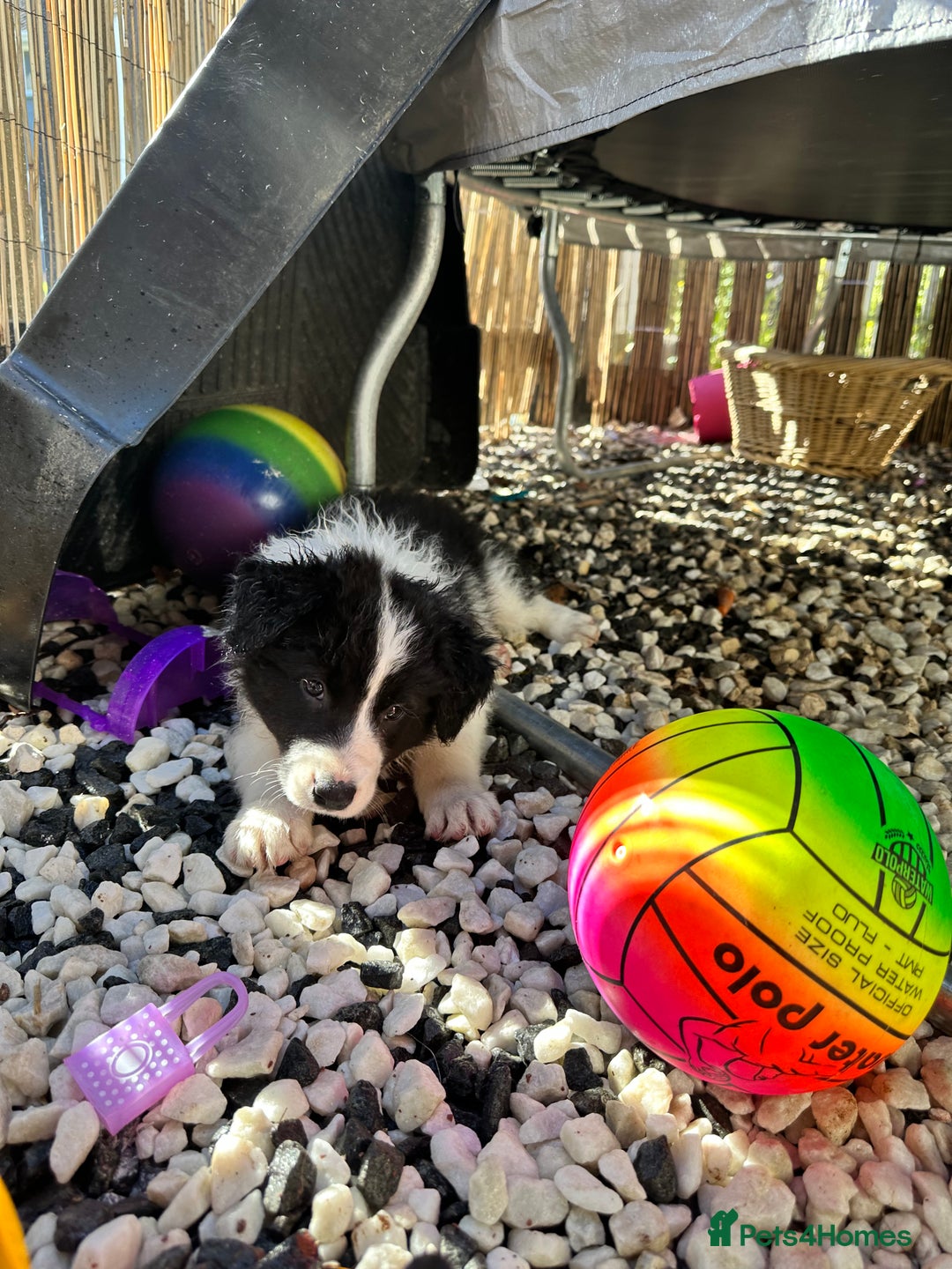 Border Collie dogs for sale: Dylan /Dill - ONLY 4 LEFT International Champion blood line - Image 25