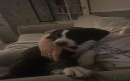 Mixed Breed dogs for sale: Stella - Image 6