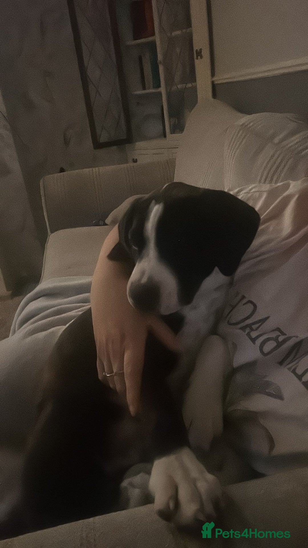 Mixed Breed dogs for sale: Stella - Image 6