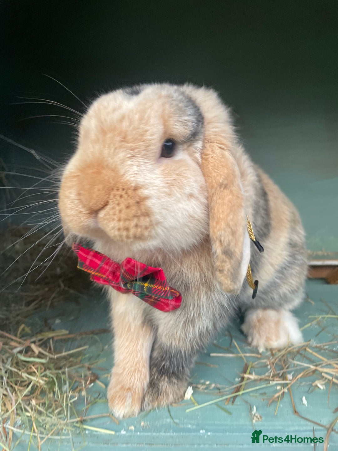 Mini Lop rabbits for sale: Mini Lop Babies - Ready for Collection 19.07 in Swadlincote - Image 15
