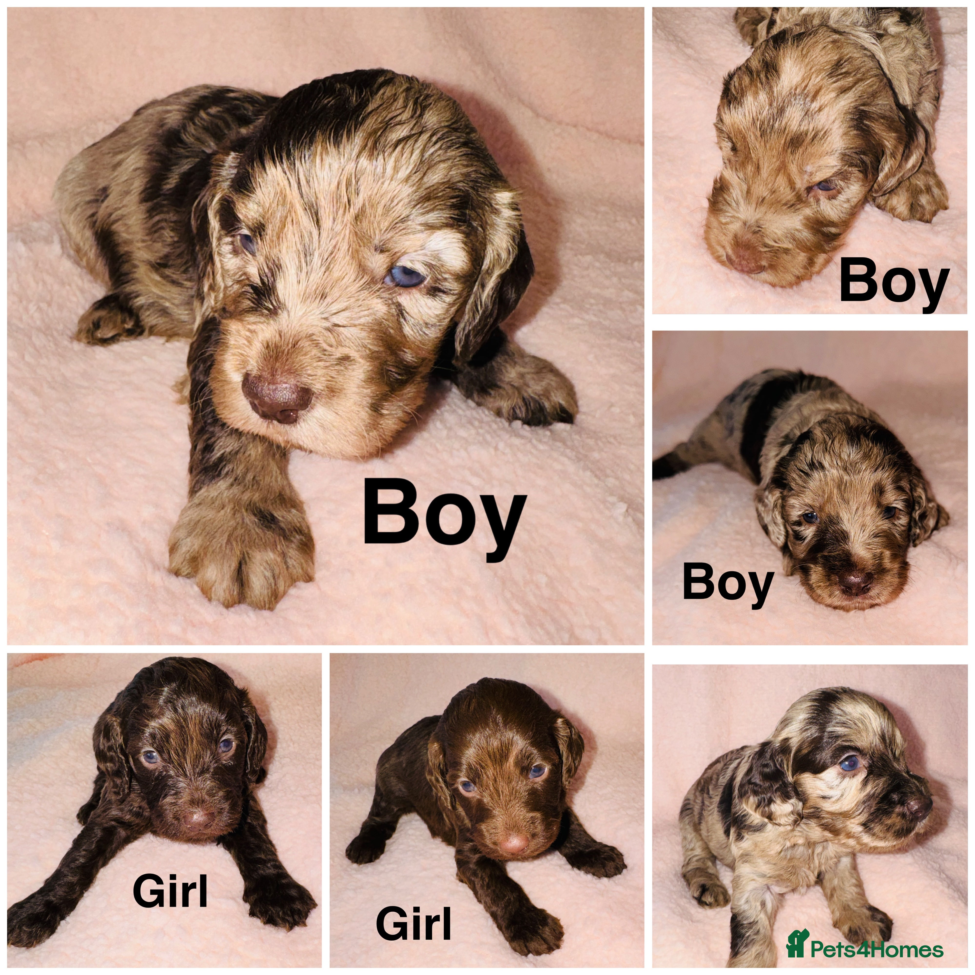 Cockapoo dogs ❤️DNA Tested F1 Rare Merle Cockapoos,Ready 4th Feb - Advert 2