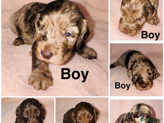 Cockapoo dogs ❤️DNA Tested F1 Rare Merle Cockapoos,Ready 4th Feb - Advert 1