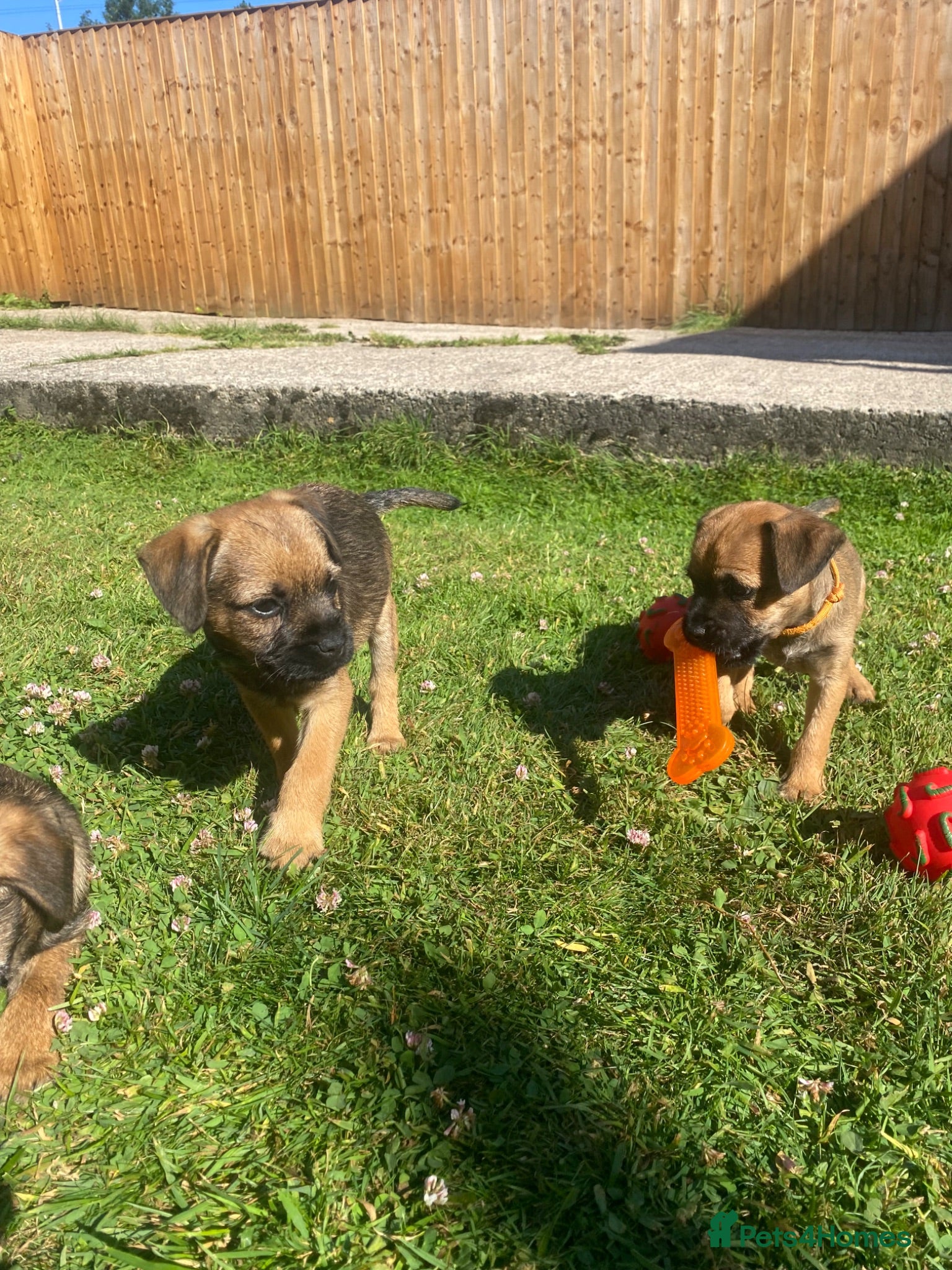Border Terrier dogs ⭐️KC BORDER TERRIER PUPPIES, READY TO LEAVE NOW. - Advert 3