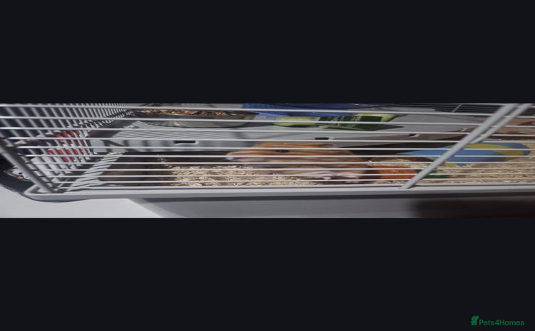 Hamster rodents - Advert 7