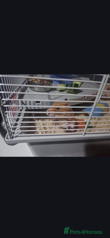 Hamster rodents - Advert 1