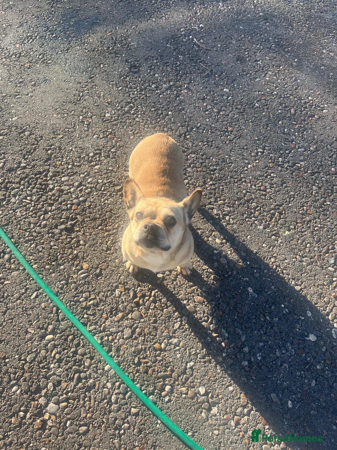 French Bulldog dogs for sale: French bulldog girl pink Carrier  - Advert 4