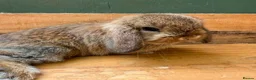 Mini Lop rabbits for sale: MINI LOP BUNNIES - PEDIGREE  in Ilminster - Advert 9