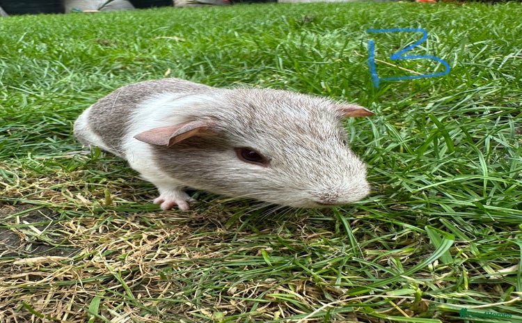 Guinea Pig rodents - Advert 2