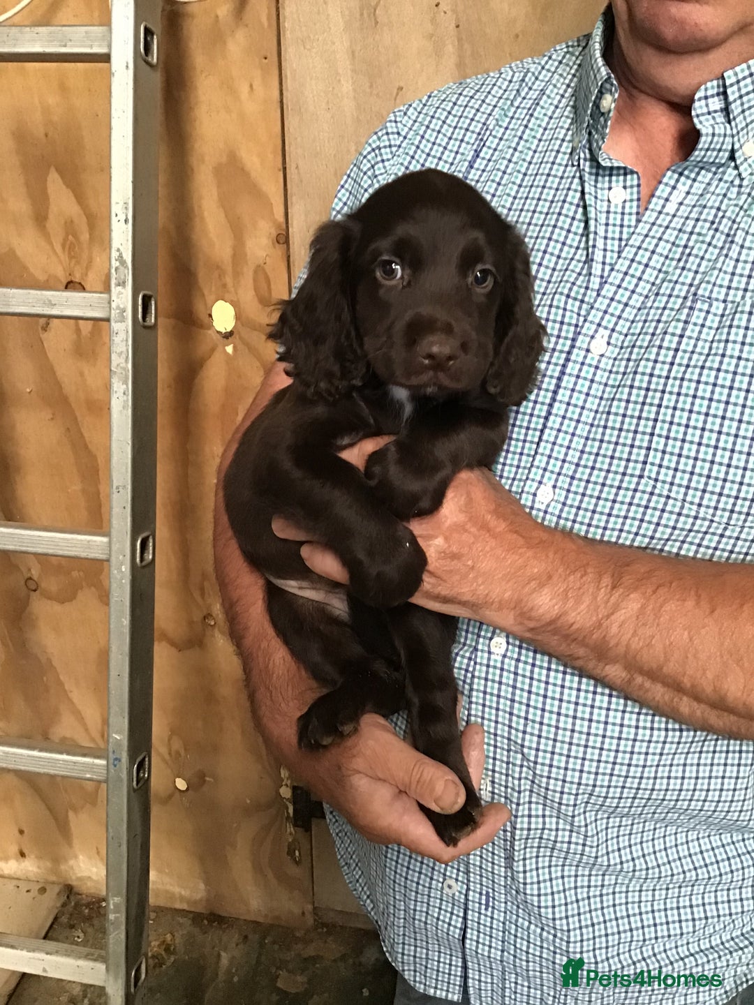 Cocker Spaniel dogs for sale: Stunning Cocker Spaniel girls, working lines. - Image 2