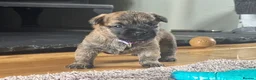 Cairn Terrier dogs for sale: KC pups off Health Tested parents, avail 11th Oct - Advert 19