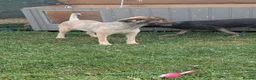Mixed Breed dogs for adoption: Leela for adoption in Leigh-on-Sea - Advert 13