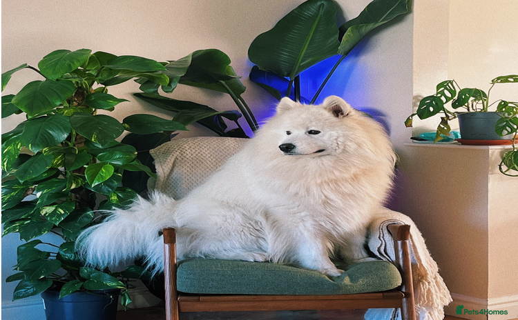 Samoyed dogs - Advert 1