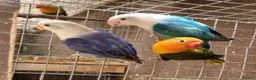 Lovebirds birds for sale: Lovebird fischer's opalines - Advert 5