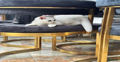British Shorthair cats - Advert 10