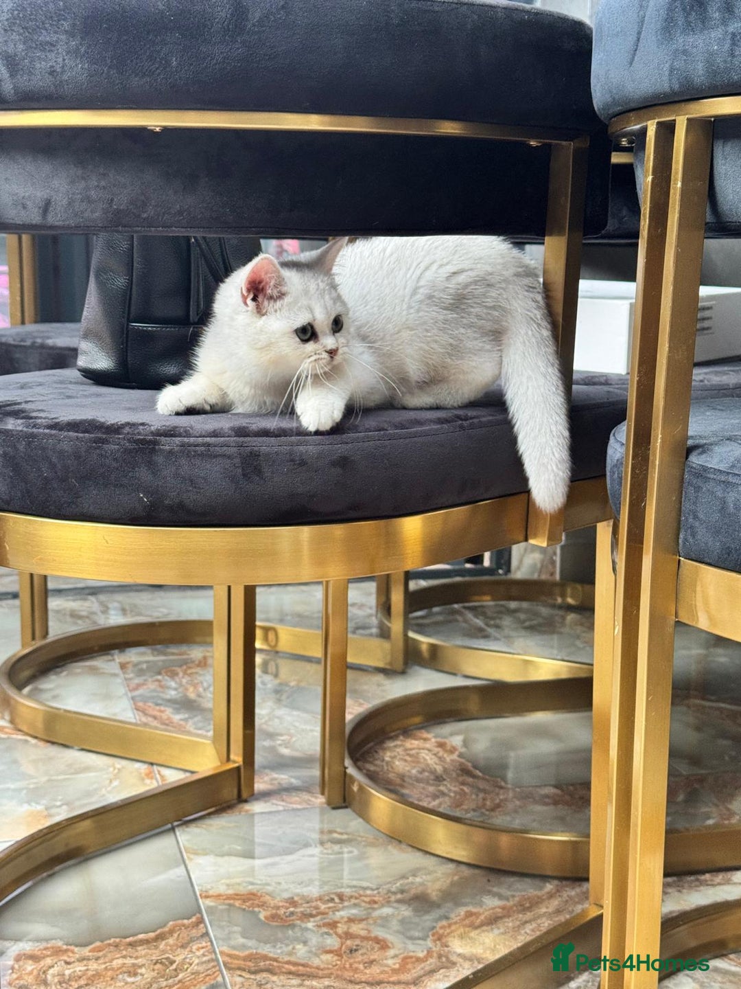 British Shorthair cats for sale: British shorthair kitten champion bloodline - Image 2
